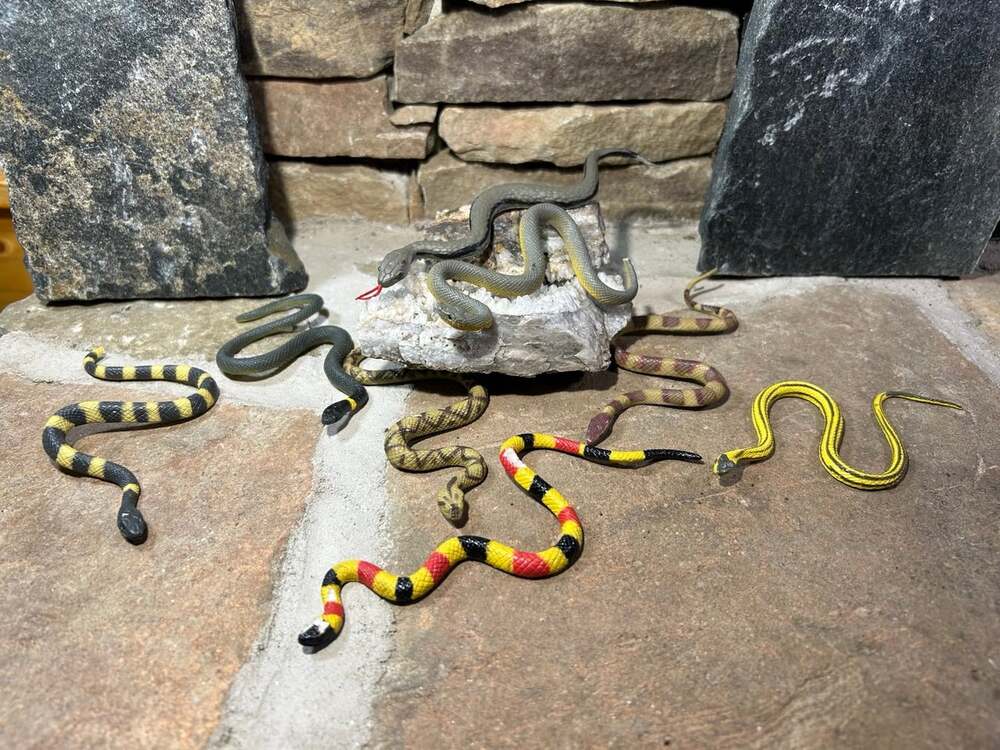 Snakes ! Eight little cuties